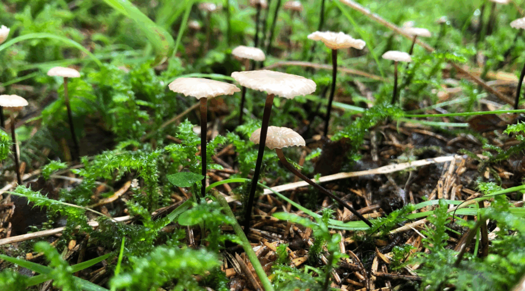 jornadas micologicas en cantabria - Mejores sitios para disfrutarlas